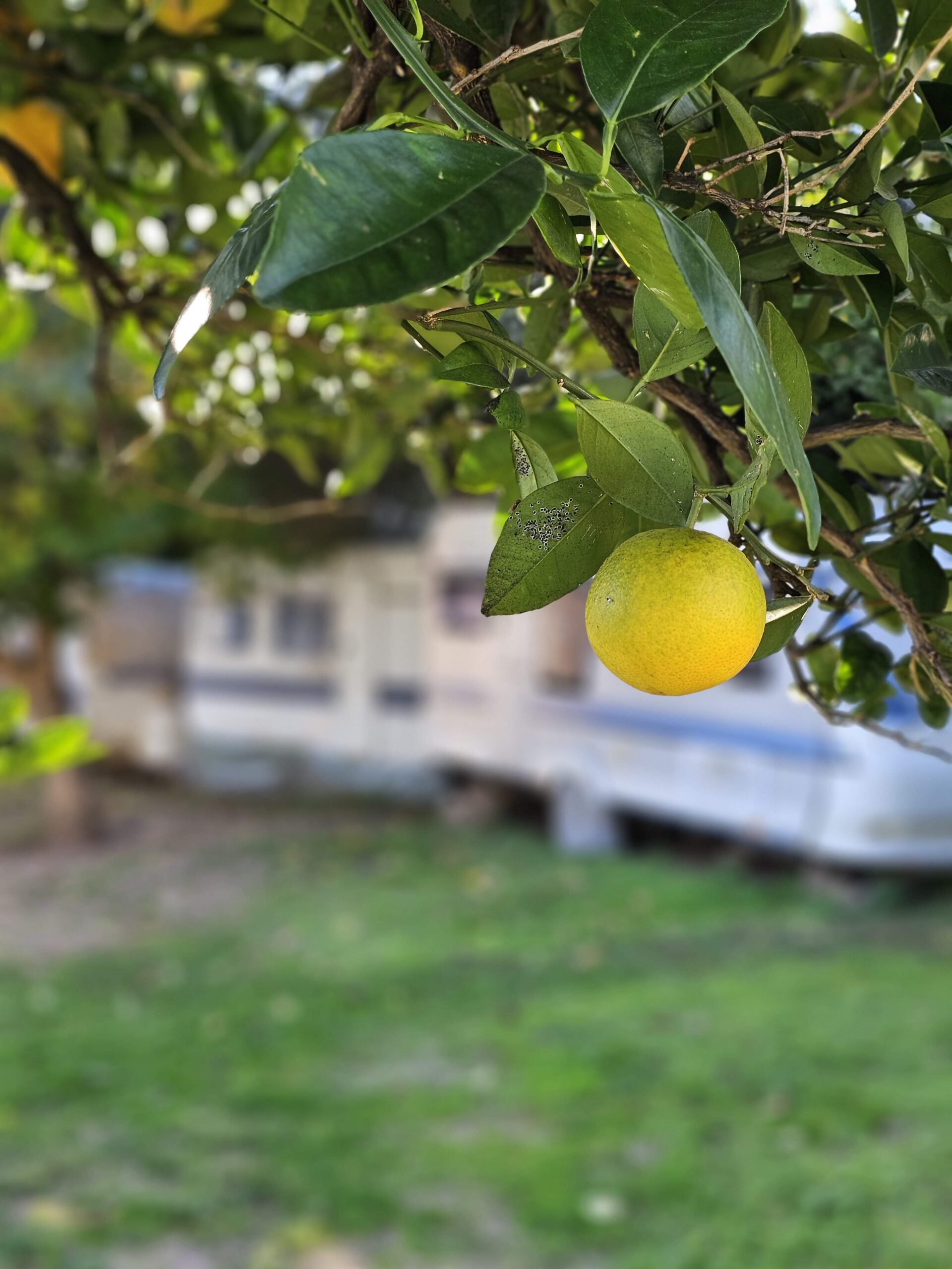 picture of a lemon with caravans in the background